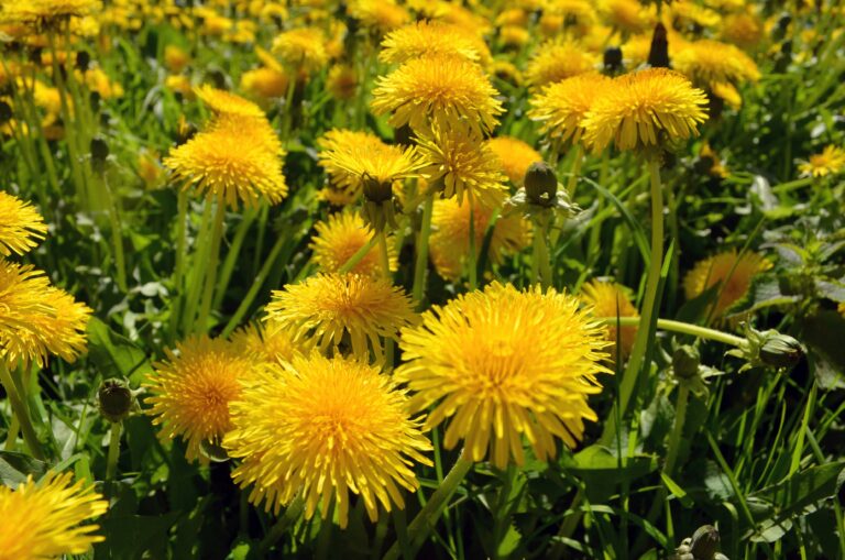 5-2025 - Herbal Remedies- Dandelion - PIC - Natasha