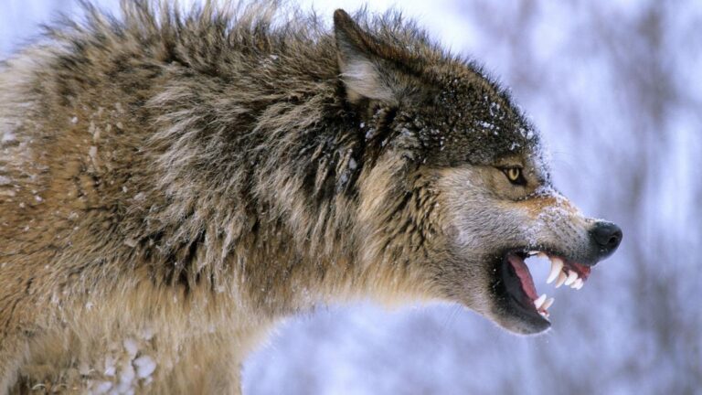 wolf 2