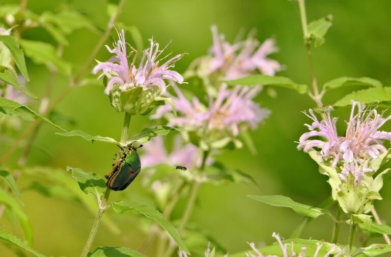 Wild Bergamot ( Monarda fistulosa )