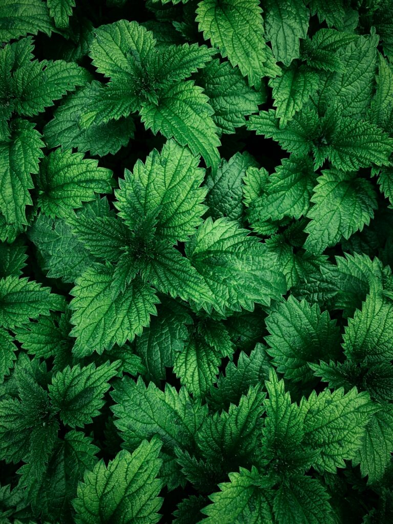 7-2025 - Nettle Picture