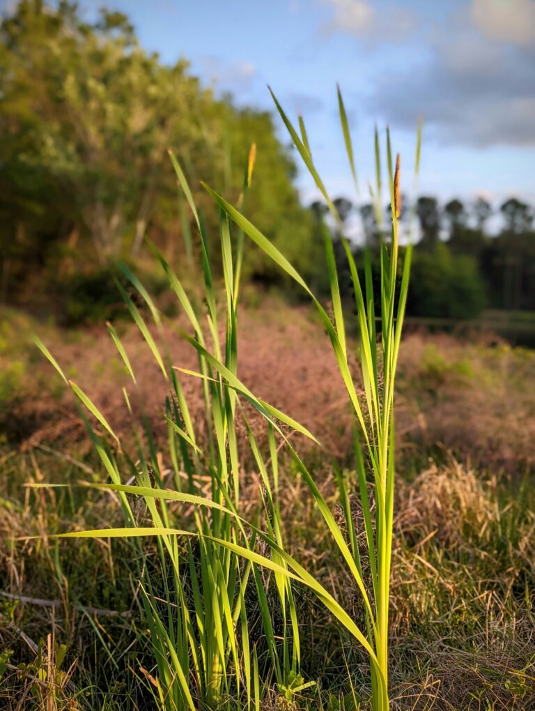 Wild Leeks