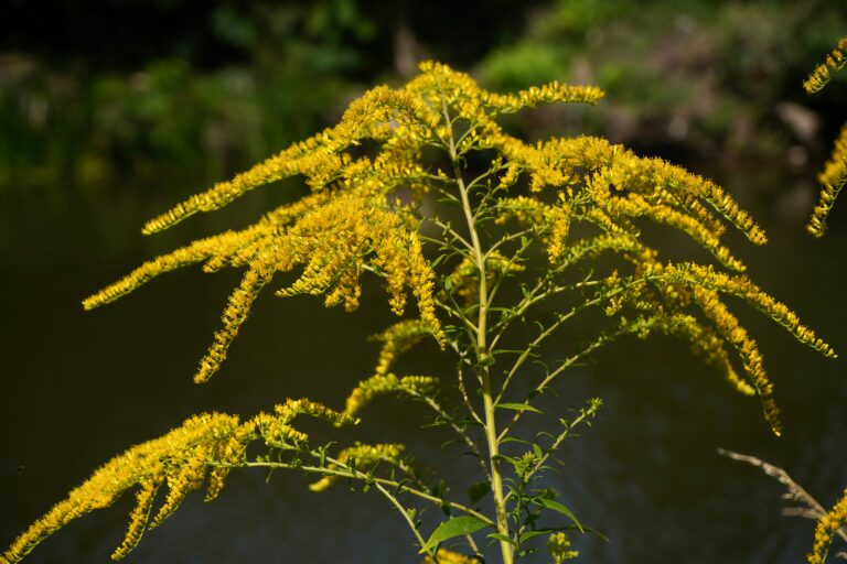 goldenrod